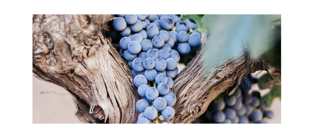 Storie di Cantine: “Produttori del Barbaresco”