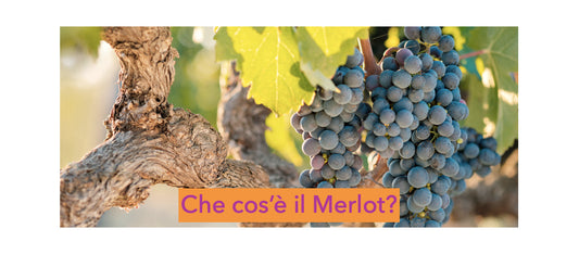 Che cos’è il Merlot?