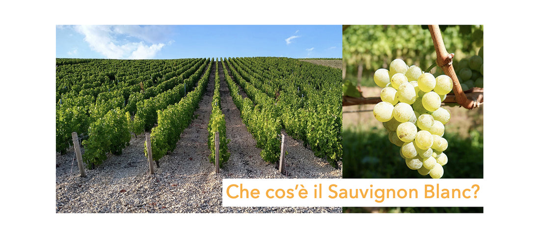 Che cos’è il Sauvignon Blanc?