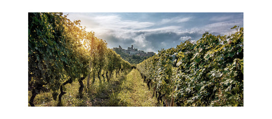 Storie di Cantine: "La Spinetta"