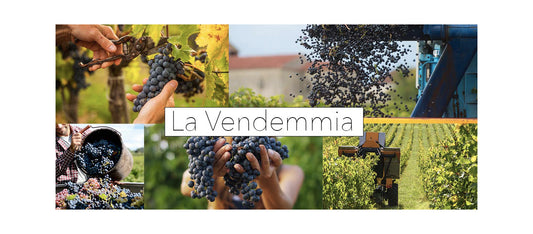 Che cos'è la vendemmia?